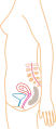 http://upload.wikimedia.org/wikipedia/commons/thumb/1/1d/Month_1.svg/52px-Month_1.svg.png