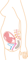 http://upload.wikimedia.org/wikipedia/commons/thumb/9/97/Month_5.svg/56px-Month_5.svg.png