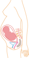 http://upload.wikimedia.org/wikipedia/commons/thumb/c/c5/Month_7.svg/61px-Month_7.svg.png