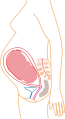 http://upload.wikimedia.org/wikipedia/commons/thumb/e/ea/Month_8.svg/65px-Month_8.svg.png